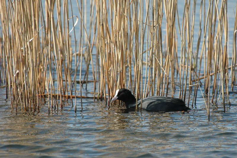 Лиска (Fulica atra)