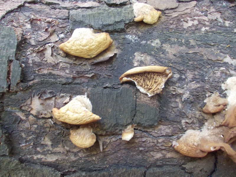 Дереворазрушающий гриб на поваленной…