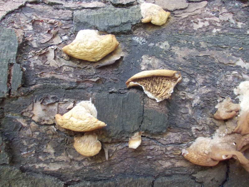 Wood-fungus on the fallen birch