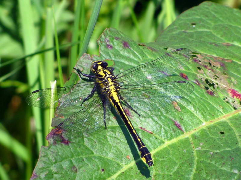 Дідусь звичайний (Gomphus vulgatissimus)