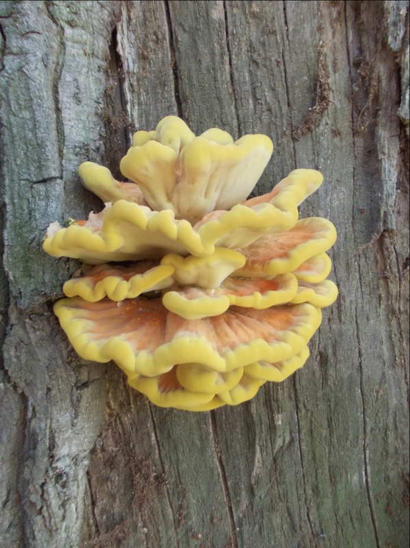 Laetiporus sulphureus