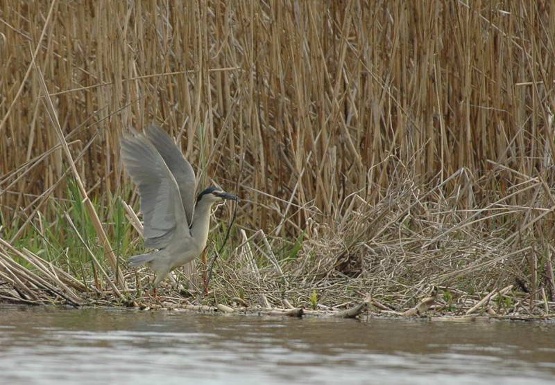 Квак, Nycticorax nycticorax