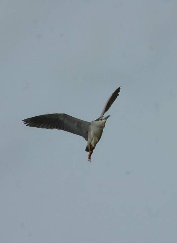 Квак, Nycticorax nycticorax