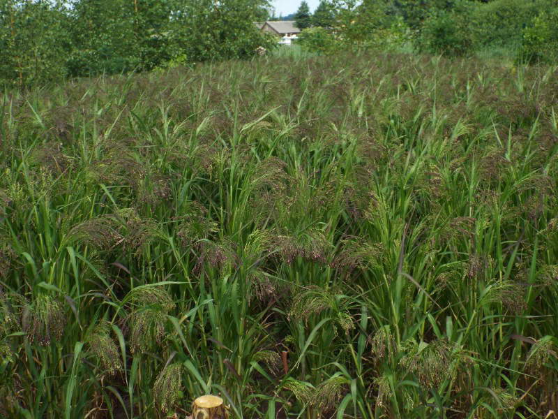 Millet (Panicum miliaceum)