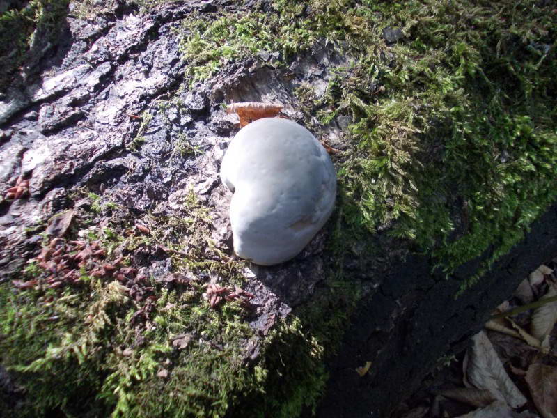 Wood-fungus on the fallen birch