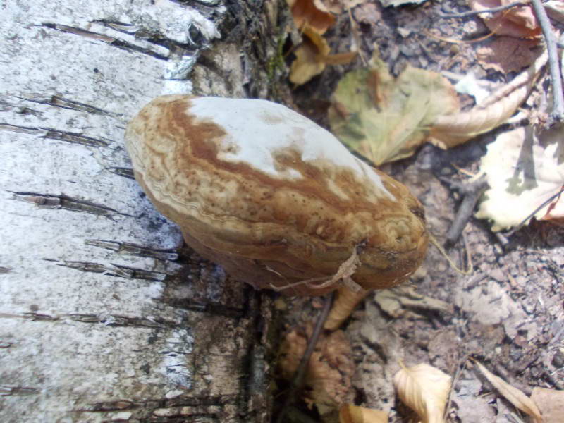 Дереворуйнівний гриб на поваленій березі