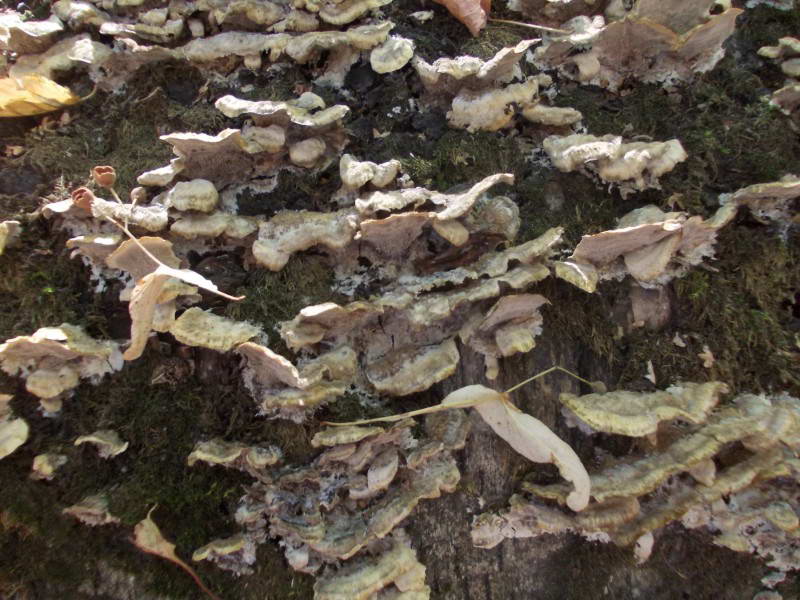 Wood-fungus on the fallen birch