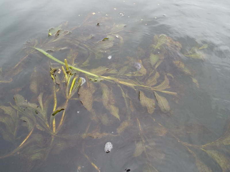 Shining pondweed (Potamogeton lucens),…