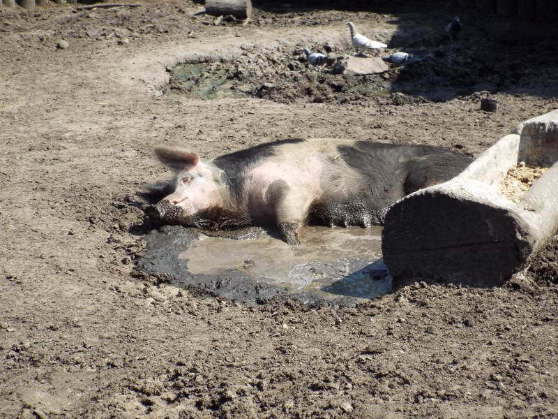 Домашняя свинья (Sus domestica)