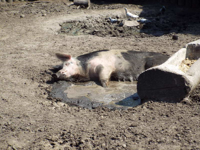 Domestic pig (Sus domestica)