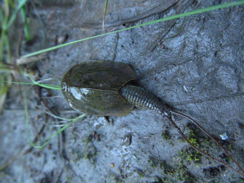 Щитень літній (Triops cancriformis)