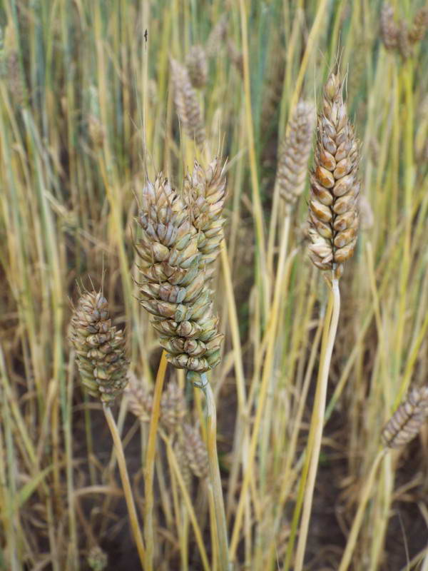 Пшеница плотноколосая или карликовая…