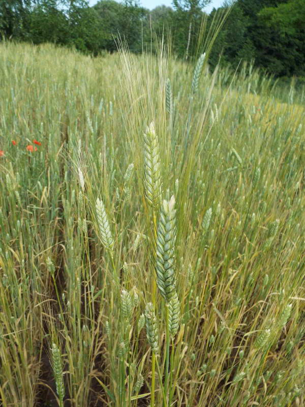 Wheat (Triticum dicoccum Shueb.)