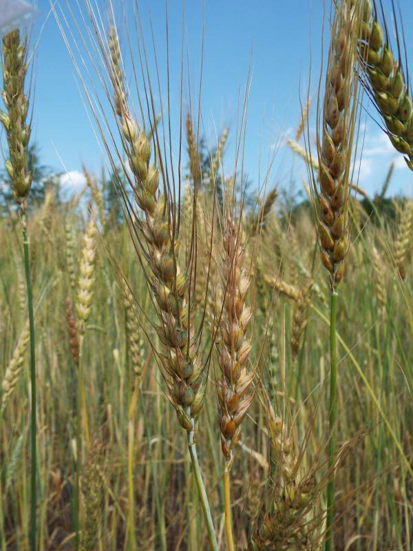 Пшениця оркіш, або спельта (Triticum…