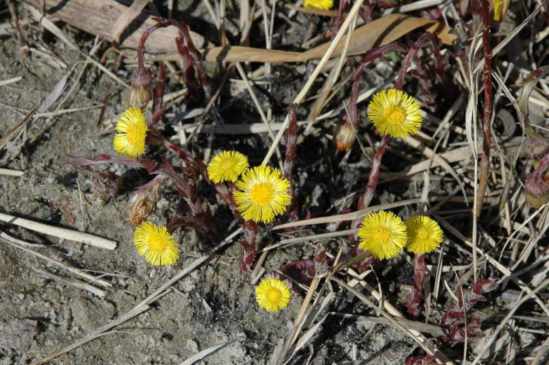 Tussilago farfara