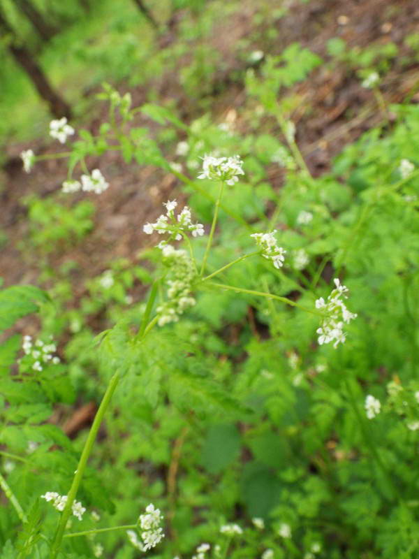 Бугила лісова (Anthriscus sylvestris)