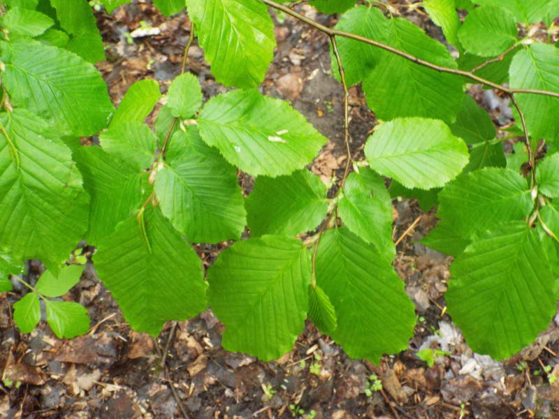 Граб (Carpinus betulus)