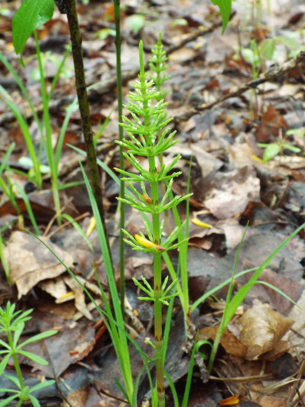 Хвощ польовий (Equisetum arvense)