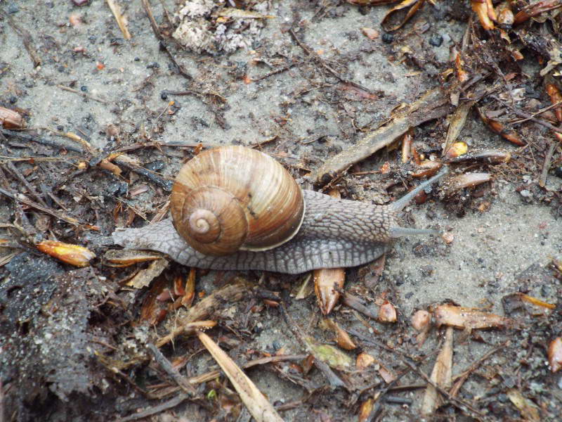 Виноградний слимак (Helix pomatia)