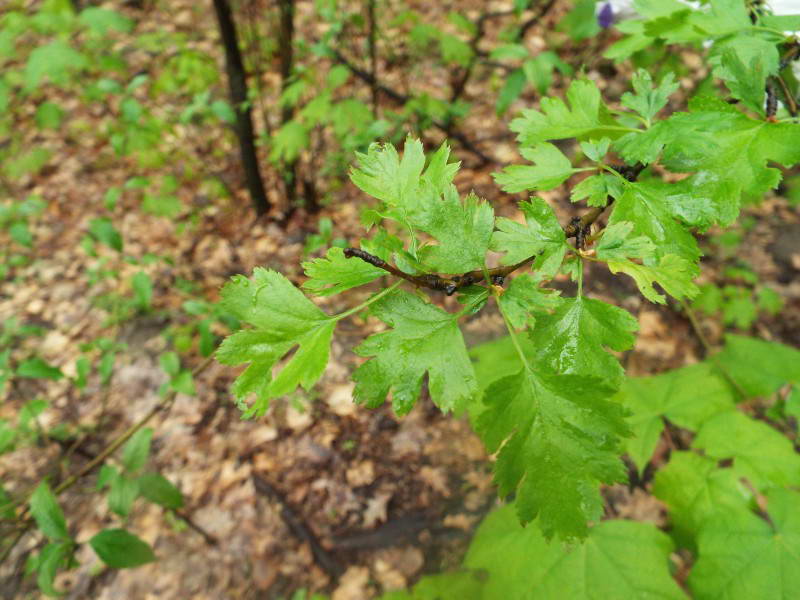 Глід (Crataegus rhipidophylla)