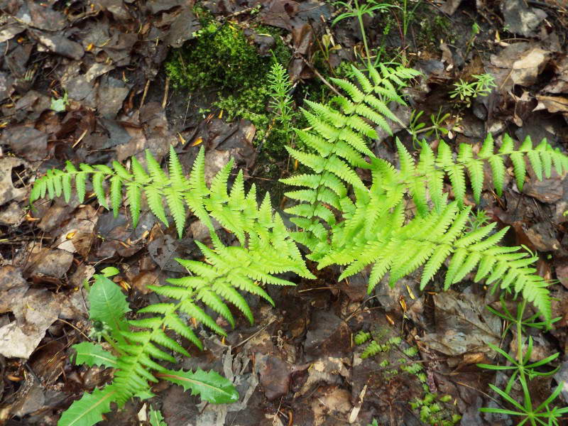 Щитник чоловічий (Dryopteris filix-mas)