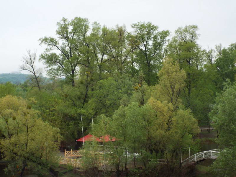 Тополя чорна (Populus nigra)