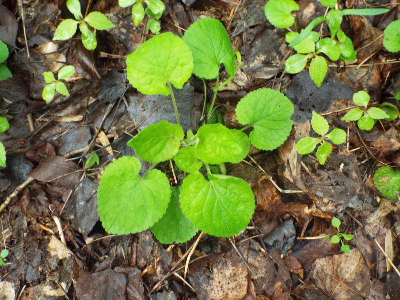 Фіалка (Viola sp.)