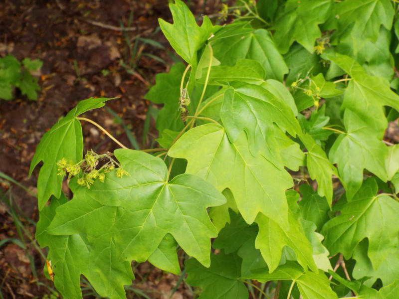Клен гостролистий (Acer platanoides),…
