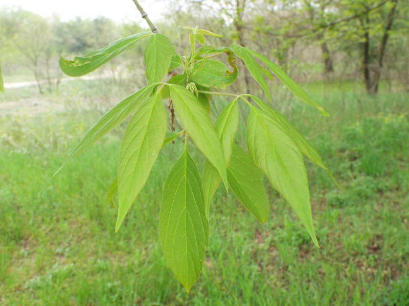 Клен американський (Acer negundo)