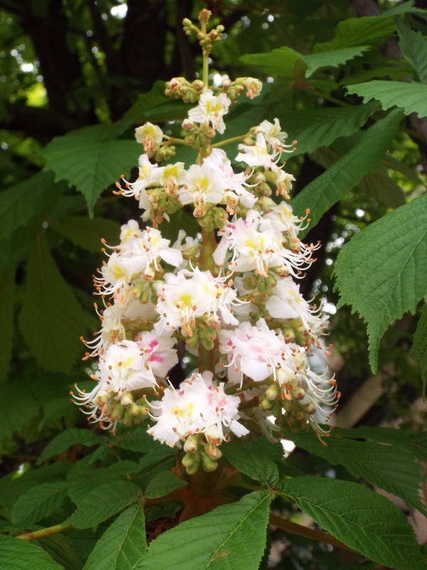 Гіркокаштан кінський (Aesculus…