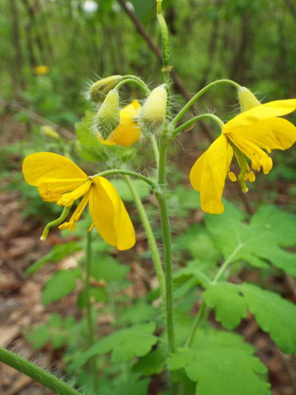 Чистотіл великий (Chelidonium majus)