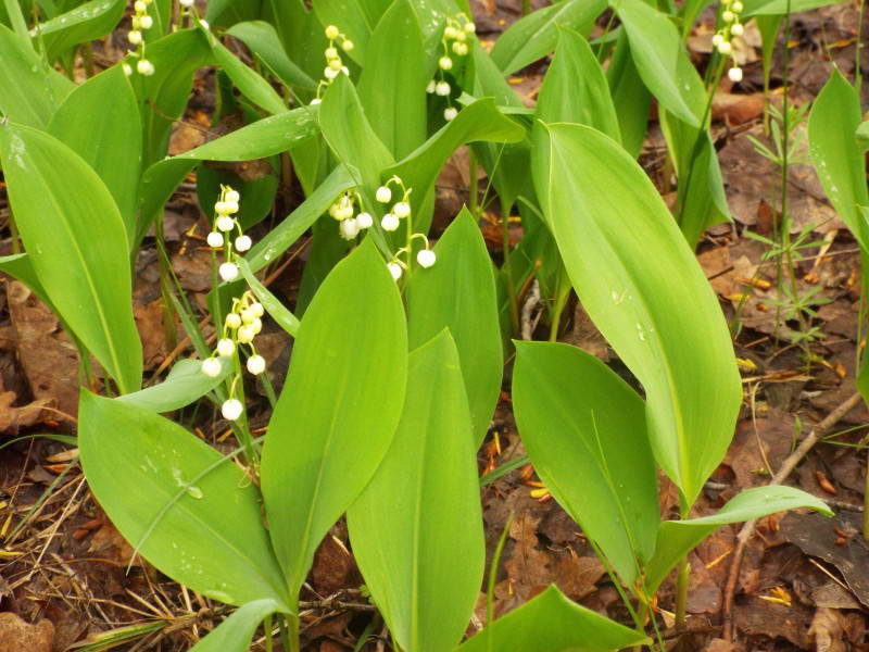 Конвалія травнева (Convallaria majalis)