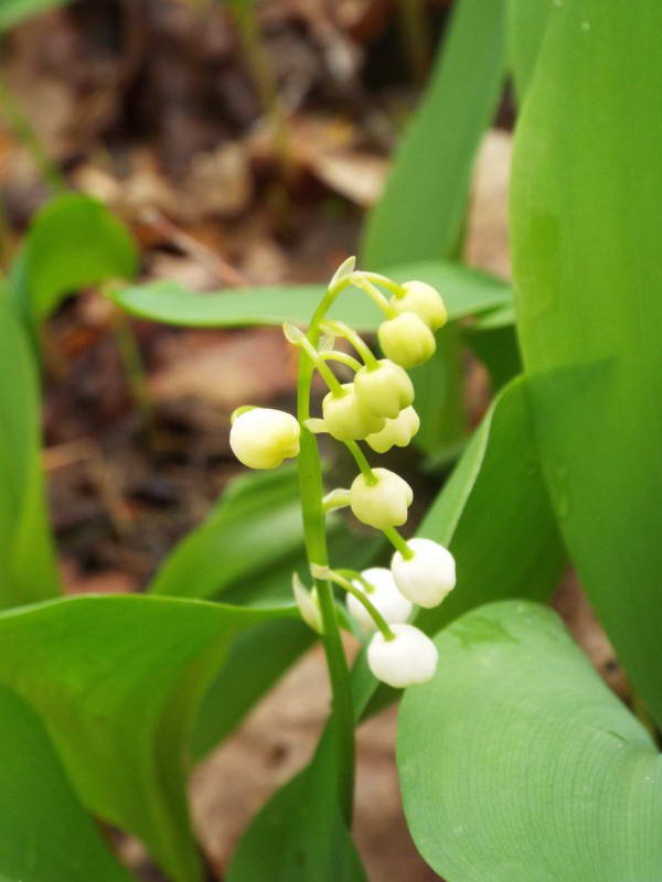 Конвалія травнева (Convallaria majalis)