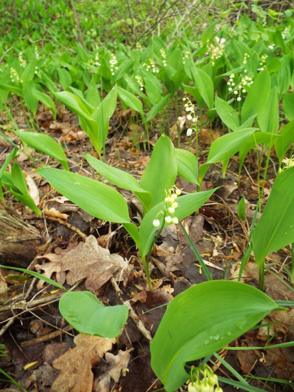 Конвалія травнева (Convallaria…