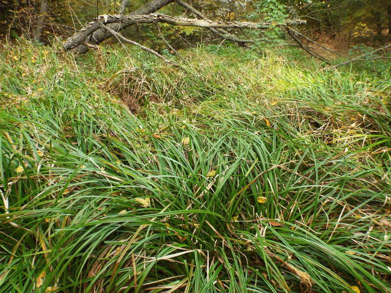 Осока гостра (Carex acuta)