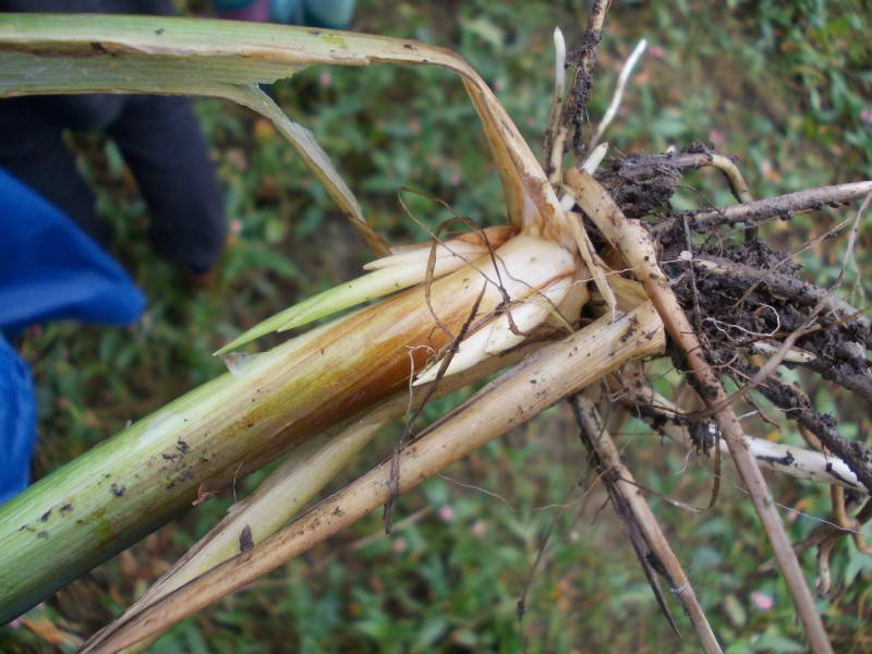 Осока гостра (Carex acuta)