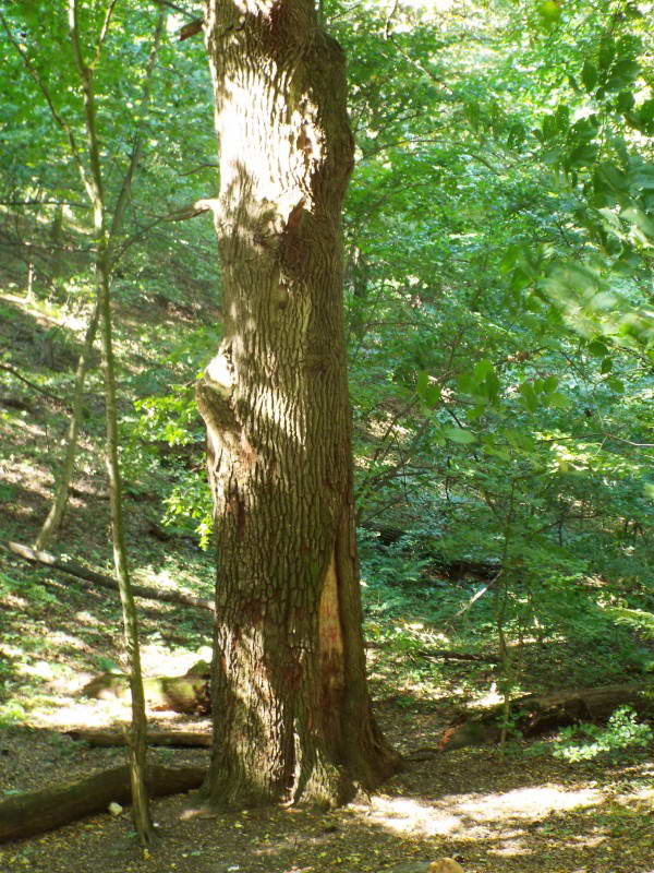 Kozhevnikov Oak