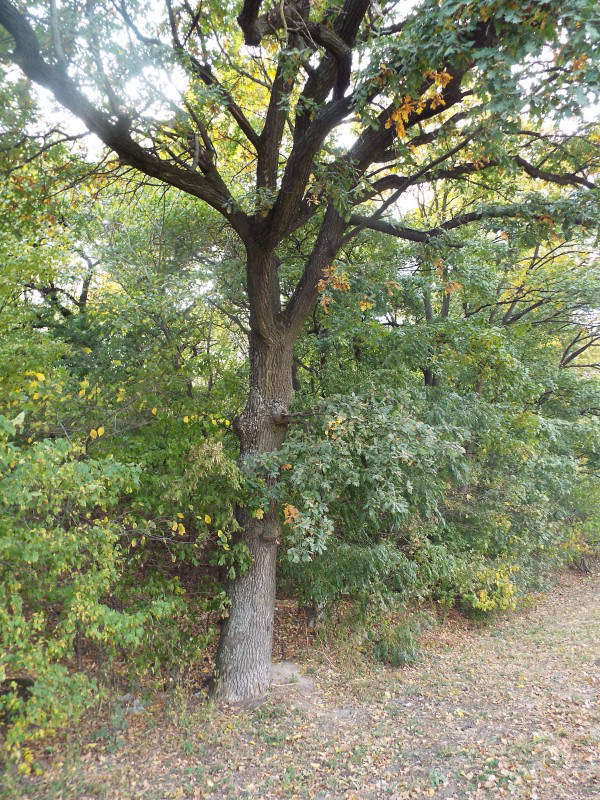 Лиса гора, один з вікових дубів, 2016,…