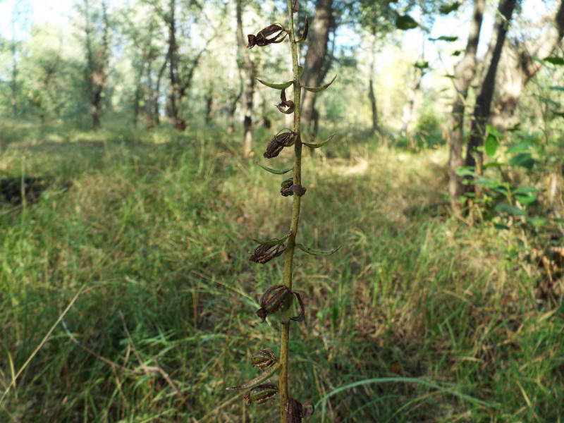 Коручка чемерникова, Epipactis…