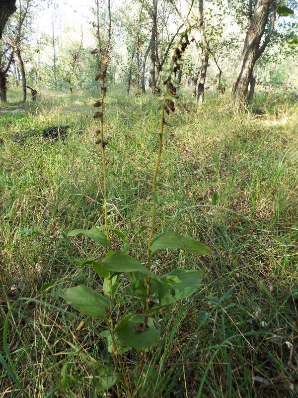 Коручка чемерникова, Epipactis…