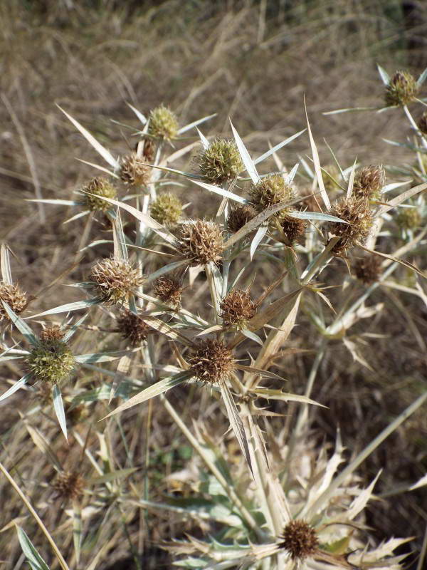 Миколайчики польові (Eryngium…