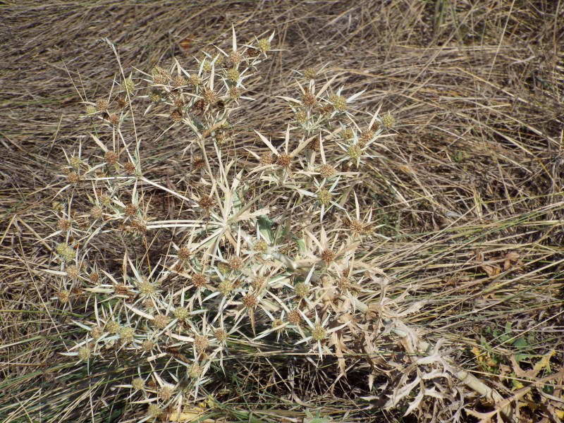 Миколайчики польові (Eryngium…