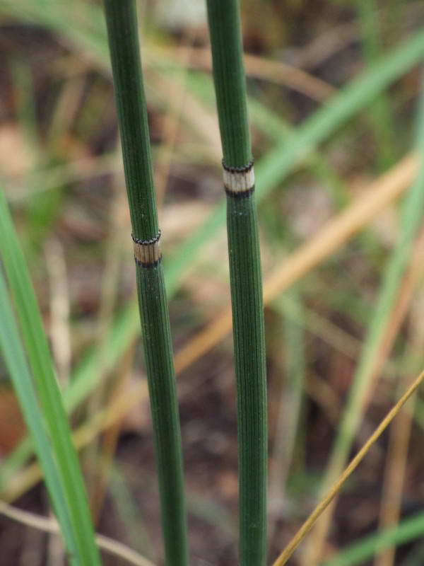 Хвощ зимовий (Equisetum hyemale)