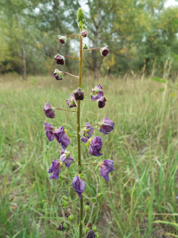 Дивина фіолетова (Verbascum phoeniceum)