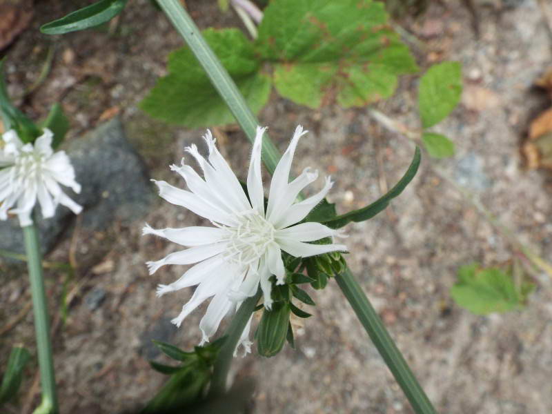 Цикорій, петрів-батіг (Cichorium…