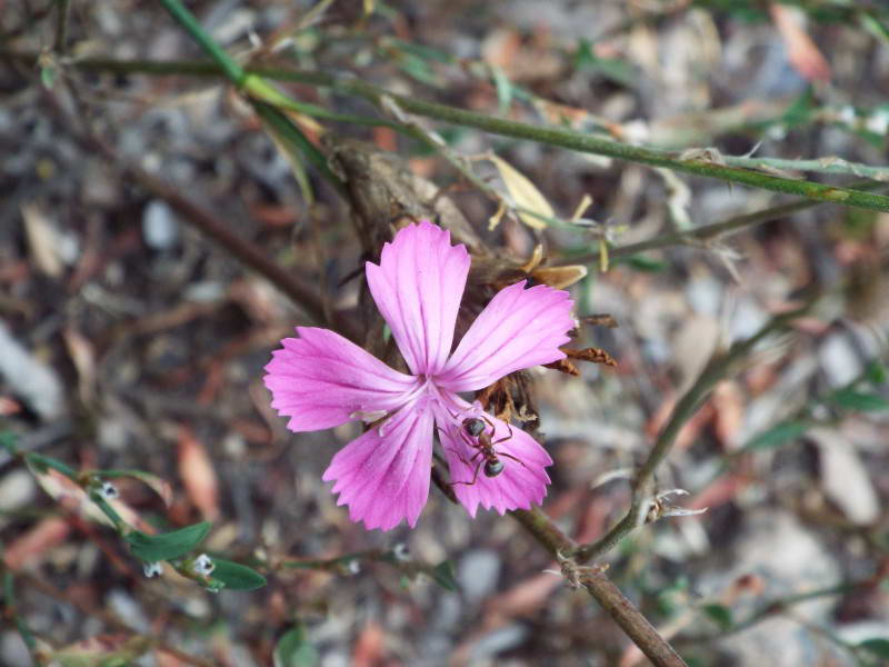 Гвоздика перетичнаста (Dianthus…