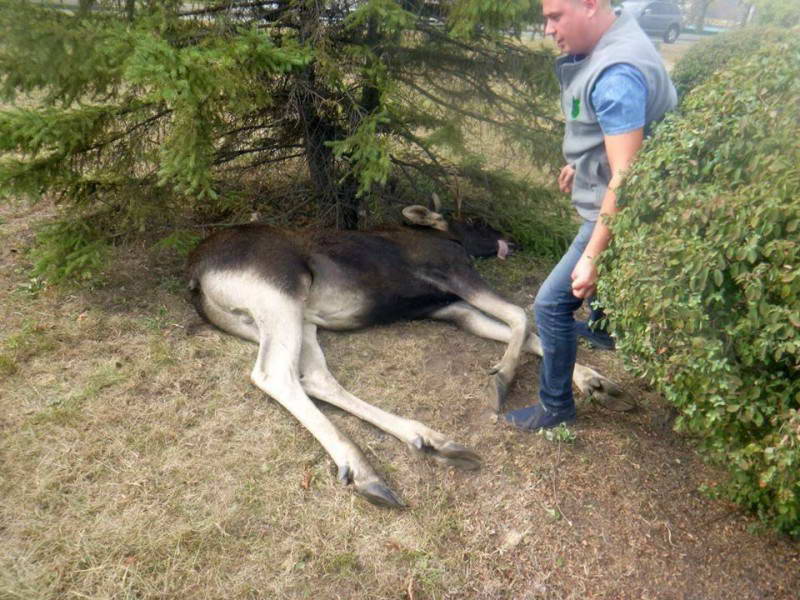 Операція з евакуації лося