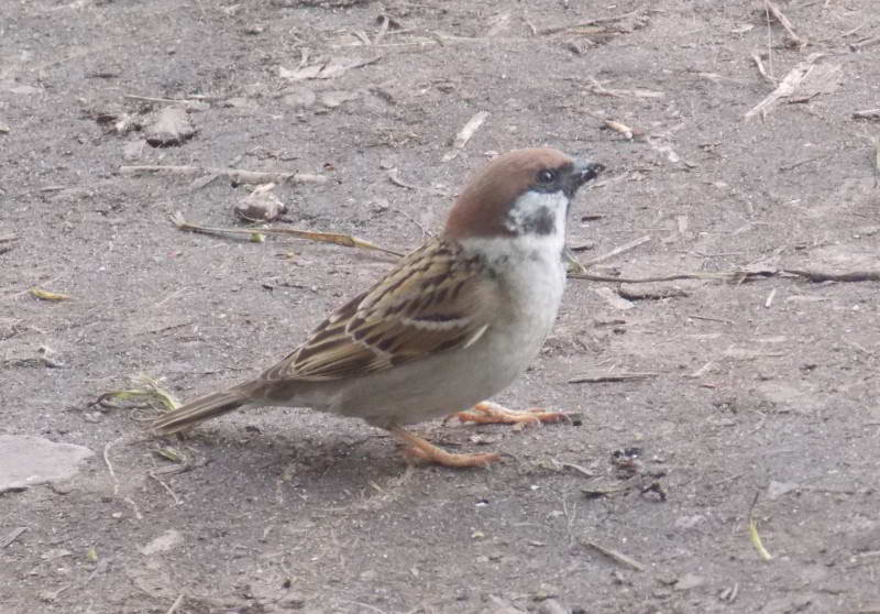 Горобець польовий (Passer montanus)