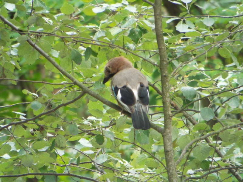 Сойка (Garrulus glandarius)