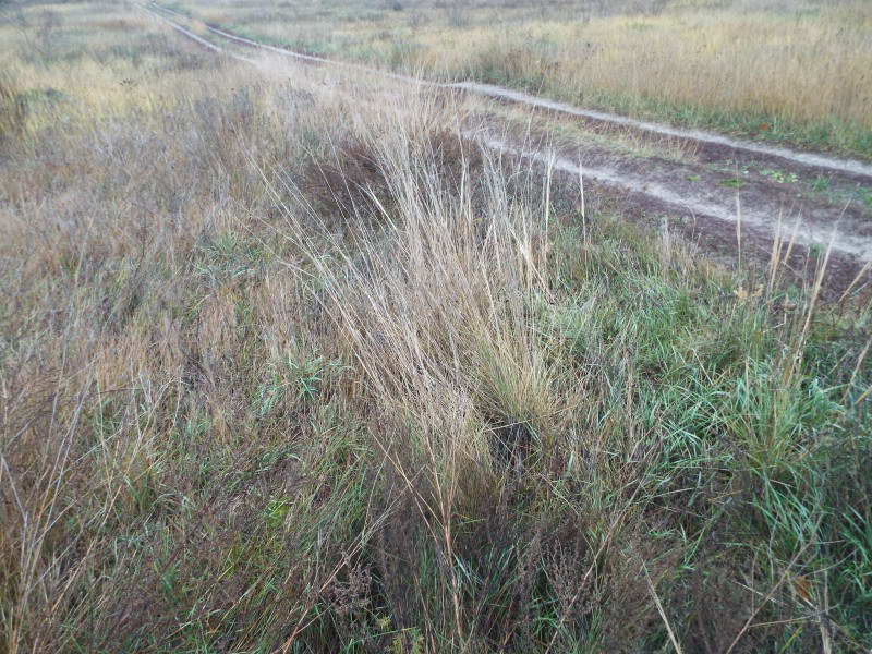 Stipa capillata